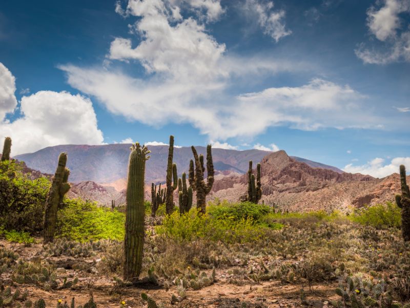 Salta Salida Diciembre