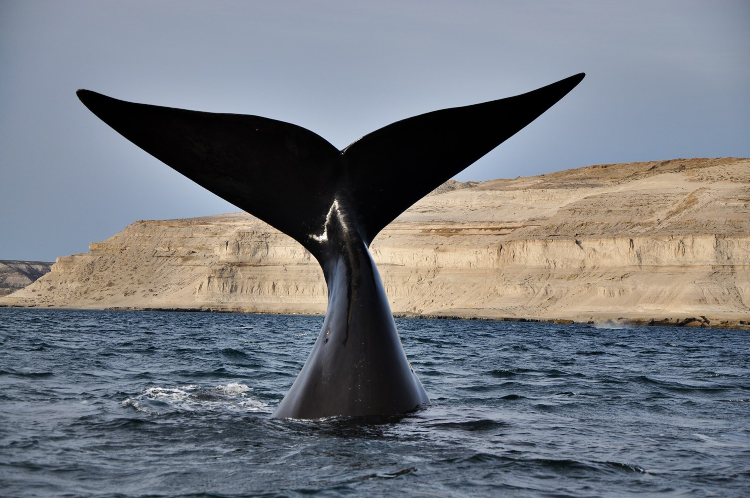 paquetes a Península Valdés con avistaje de ballenas