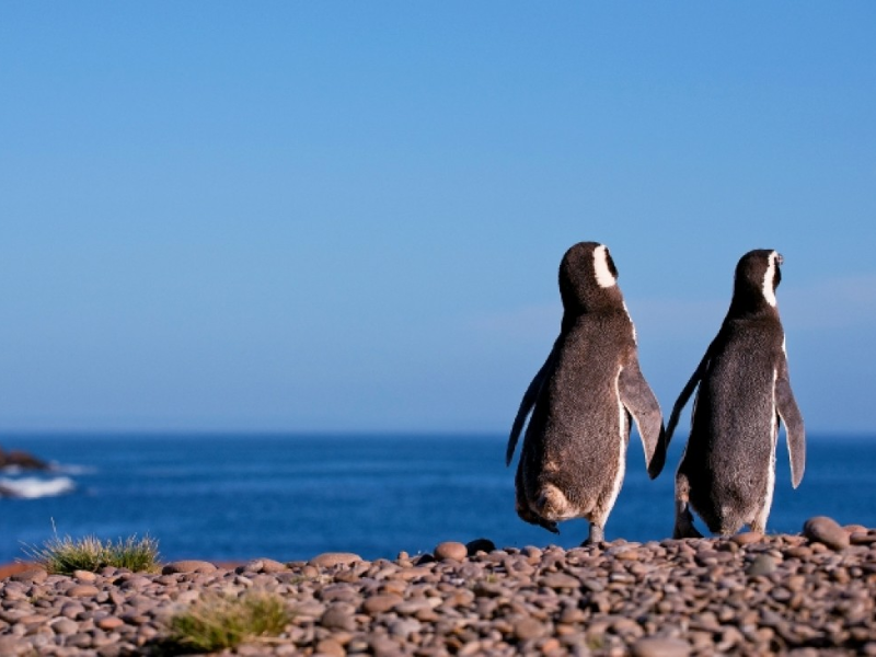 paquetes a Puerto Madryn